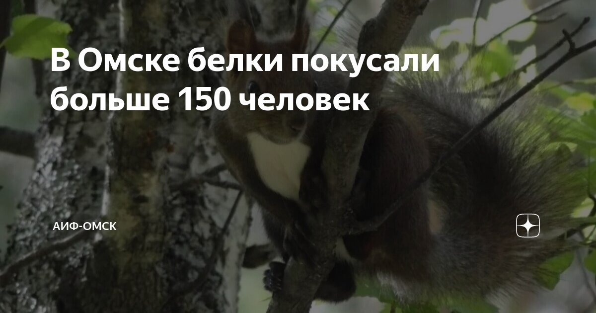 В Омске белки покусали больше 150 человек | АиФ-Омск | Дзен