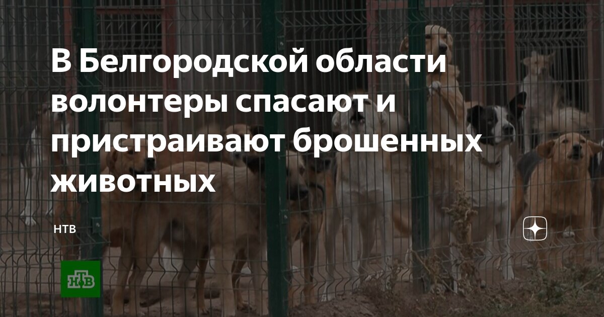 Толстой: Белгородская область нуждается в финансовой поддержке