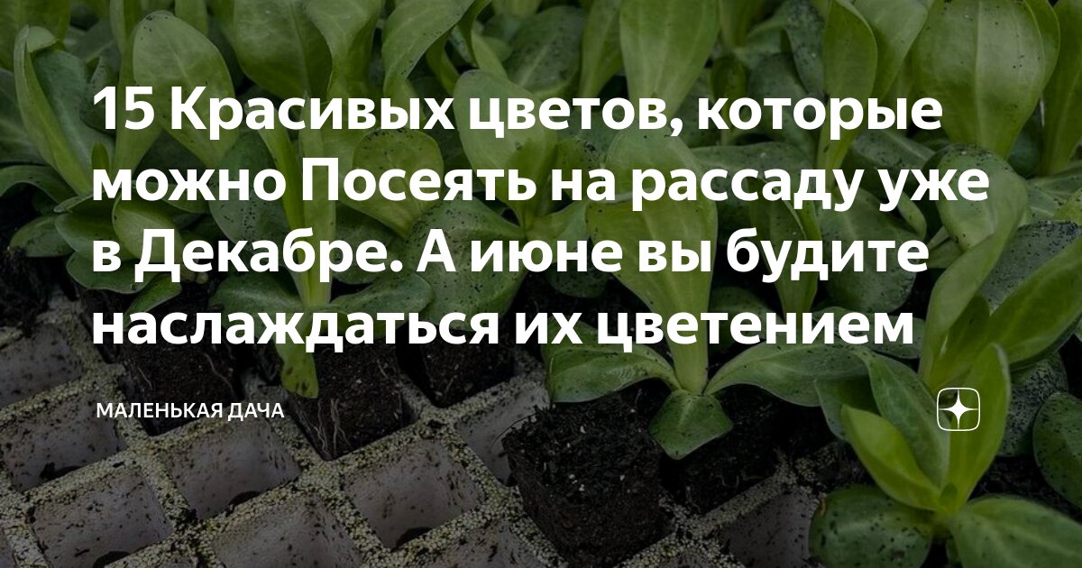 15 Красивых цветов, которые можно Посеять на рассаду уже в Декабре. А ...