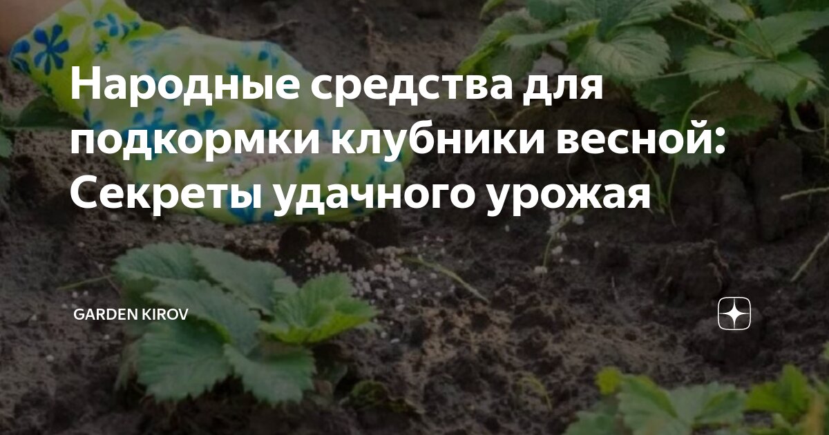 Народные средства для подкормки клубники весной: Секреты удачного ...