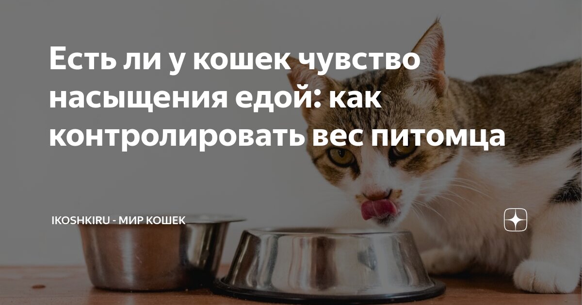 есть ли у щенков чувство насыщения
