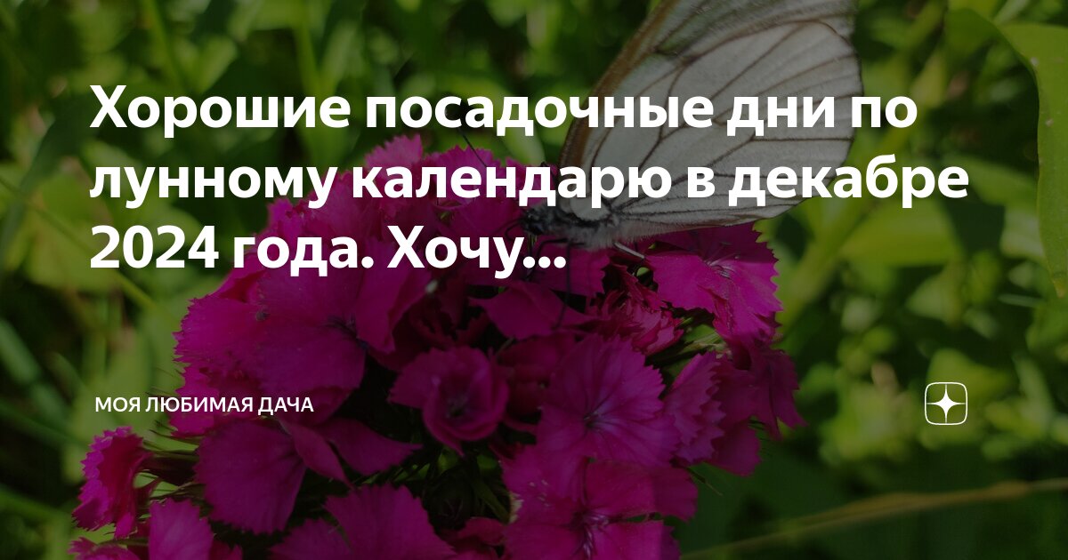 Лучшие посадочные дни чеснока в октябре 2024