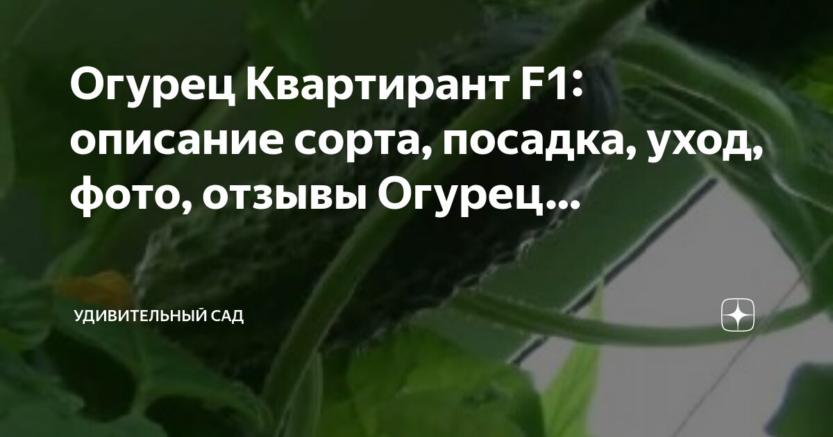 Друзья пока не выпили все под эту закуску, ни как не хотели уходить. Гренки с се