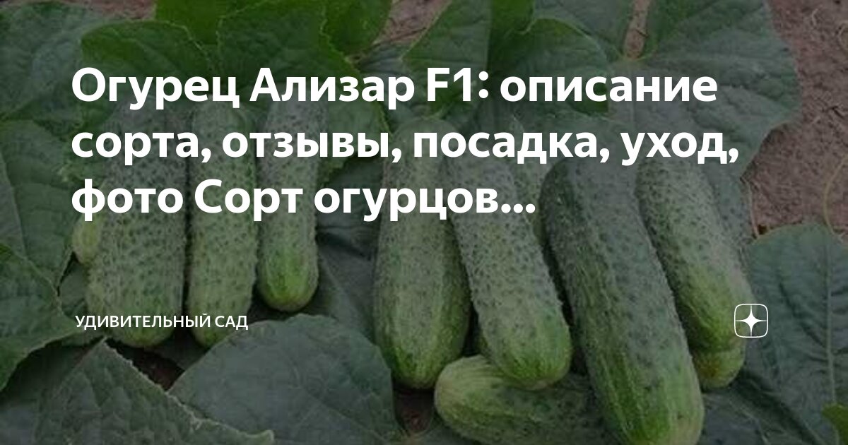 Набор семян огурцов серии "Огородное изобилие" 3 упаковки 3 сорта : Засолочный ,