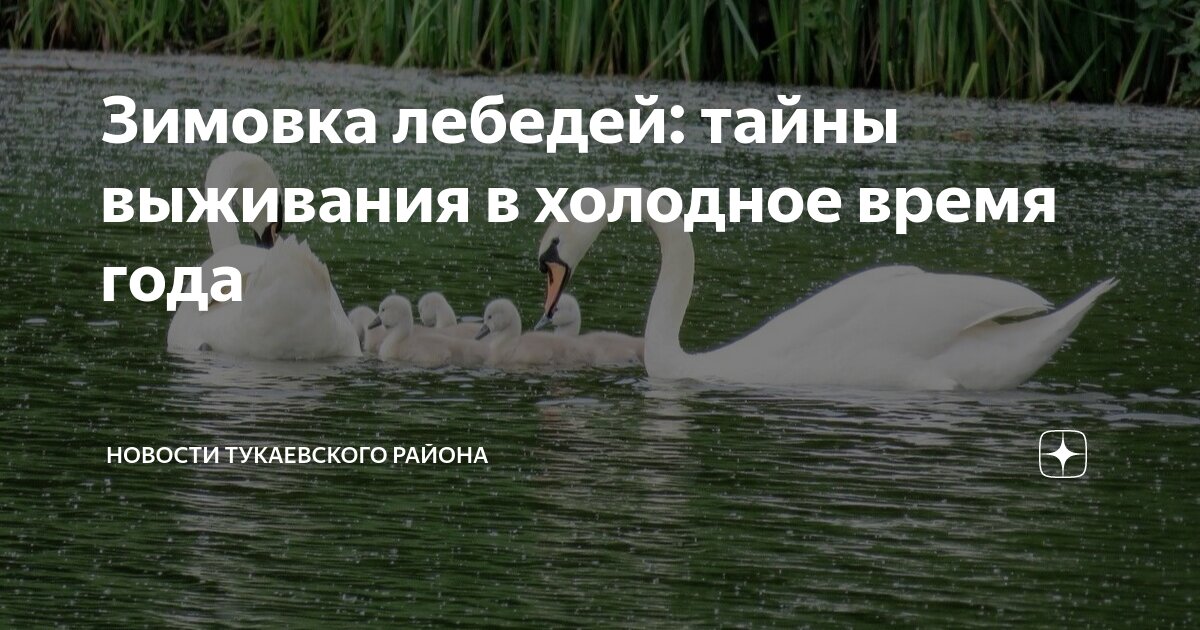Как зимуют лебеди