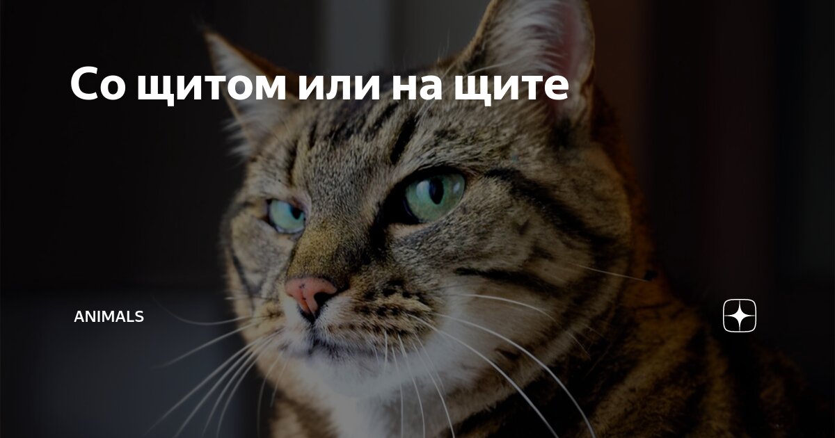 Со щитом или на щите | Animals | Дзен