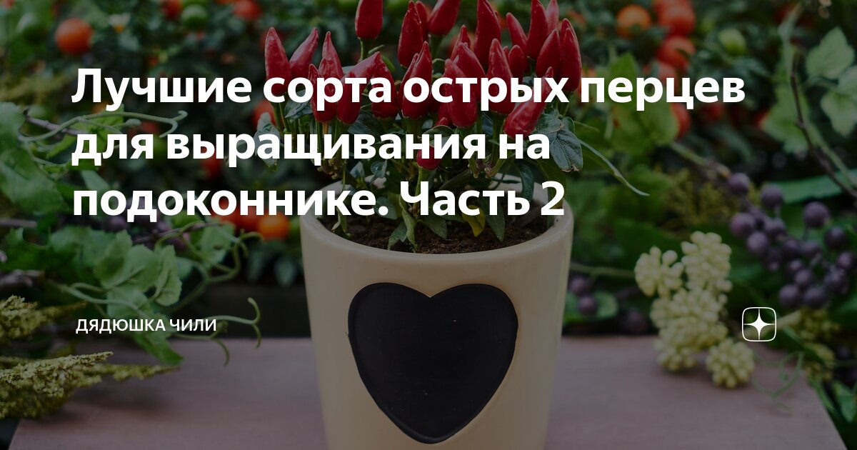 Лучшие сорта острых перцев для выращивания на подоконнике. Часть 2 ...