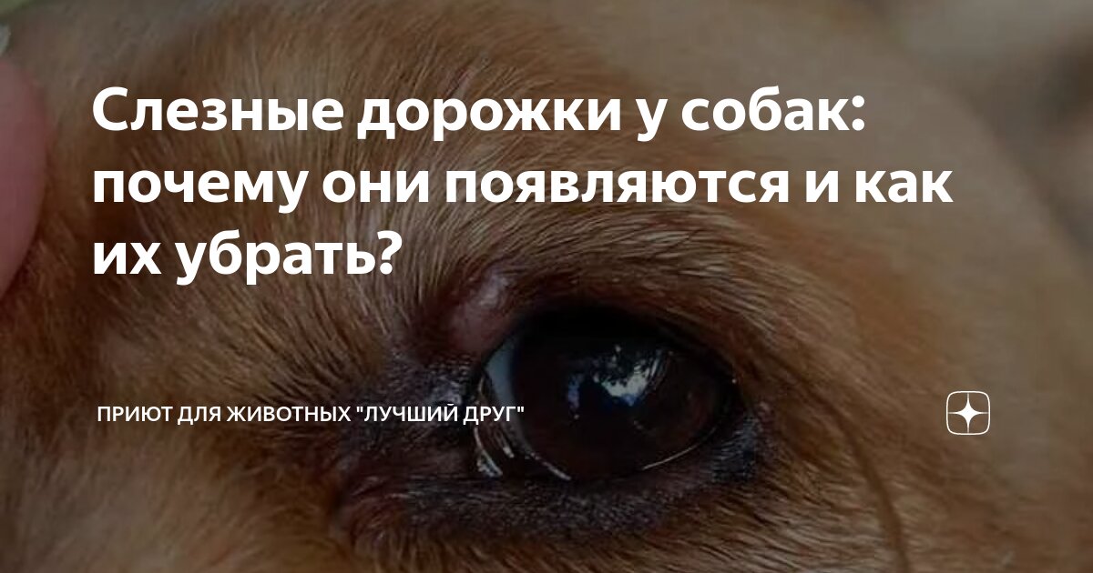 Слезные дорожки у собак: почему они появляются и как их убрать? | Приют ...