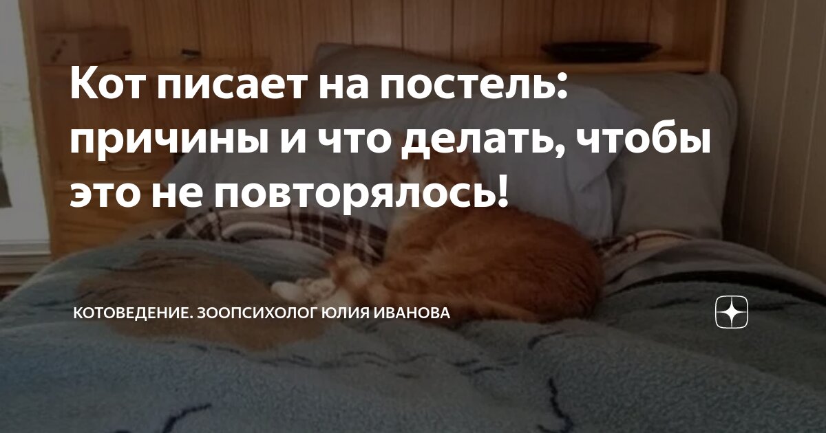 кот с катетером не писает