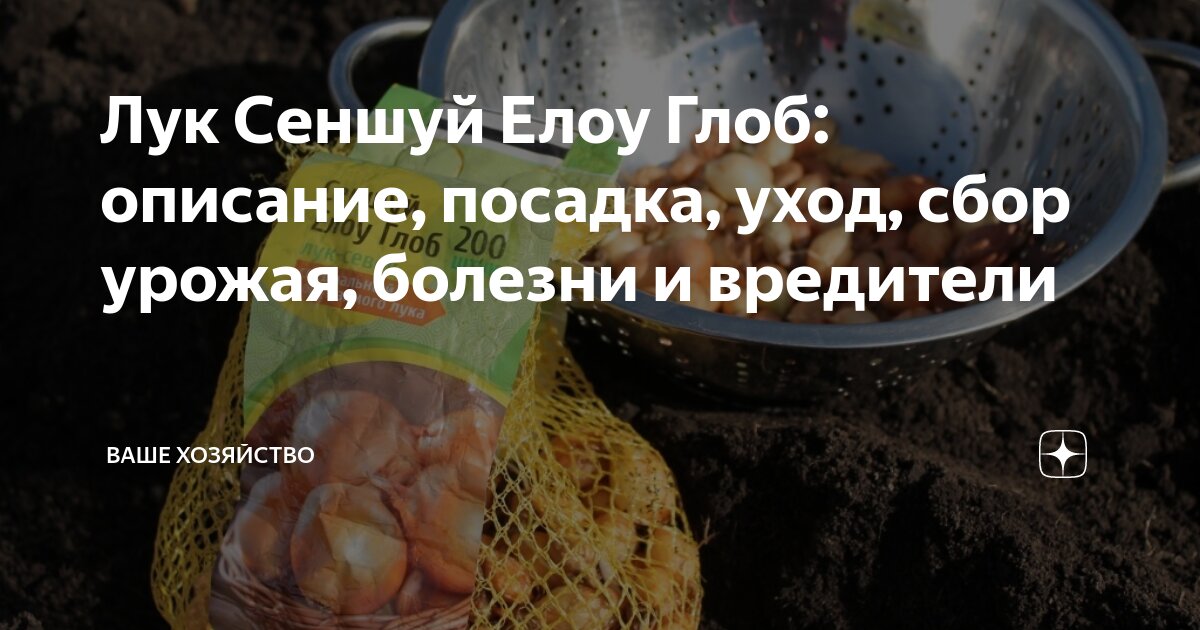 Лук радар описание сорта посадка под зиму. Лук радар описание сорта посадка под зиму