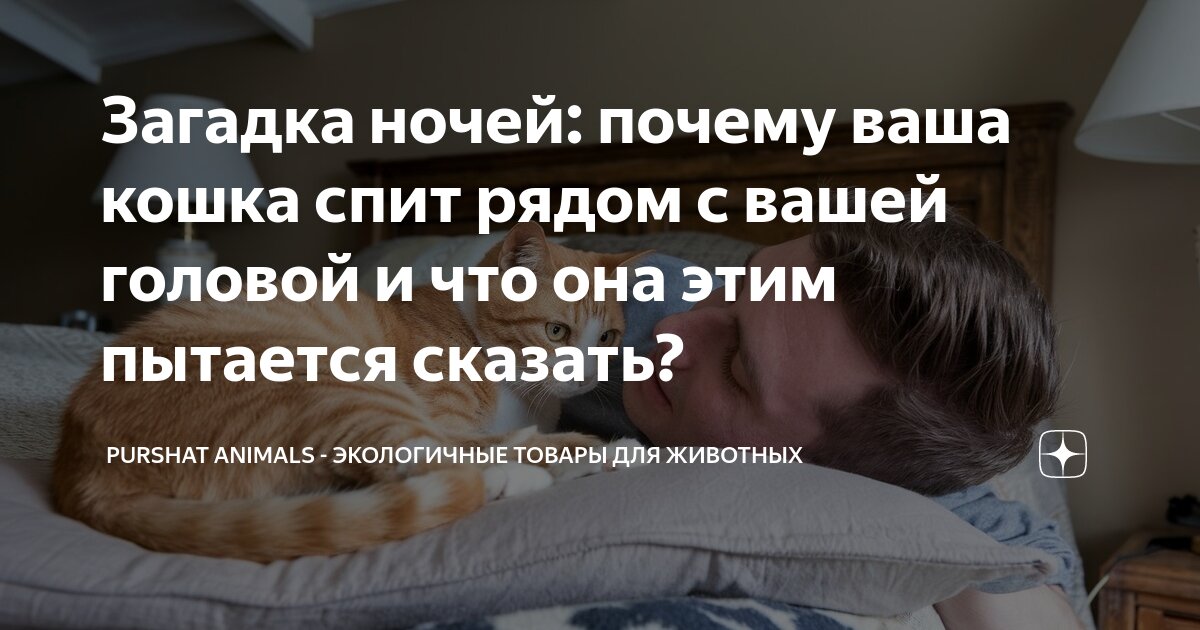 Спящие девушки. Женщина проснулась. Спать в шкафу. Кот дрыхнет. Мем в кровати.