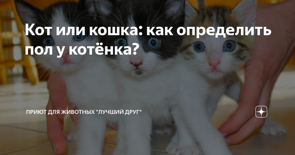 Котенок кнопа и его друзья. Котенок кнопа и его друзья