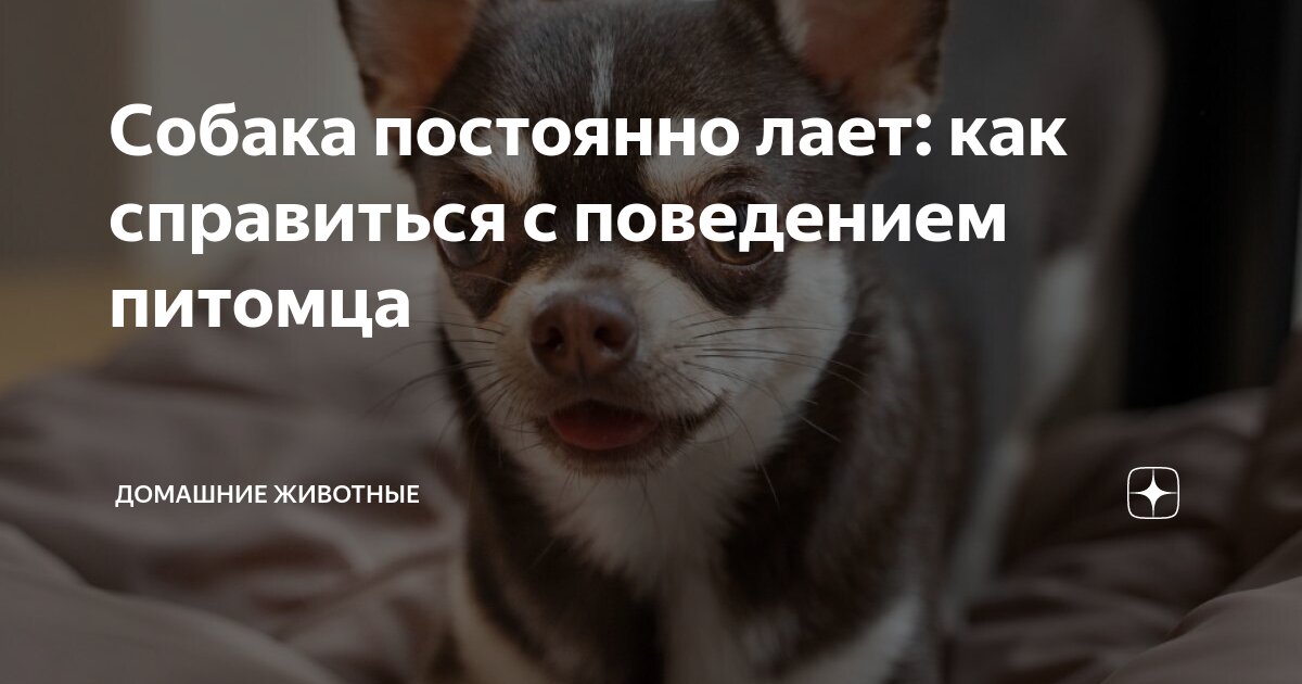 Собака гавкает. Всегда лай. Собака лает на человека. Лай собаки. Собака.