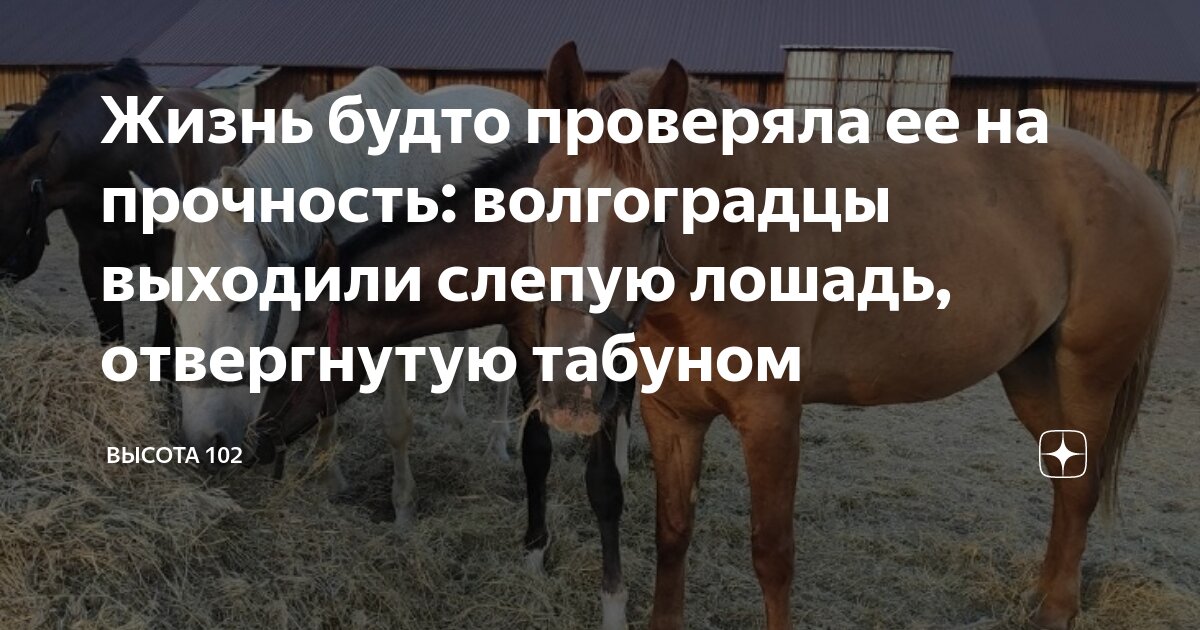 Как живут кони