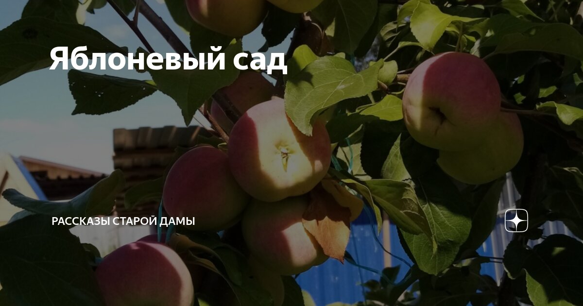 Яблоневый сад | Рассказы старой дамы | Дзен