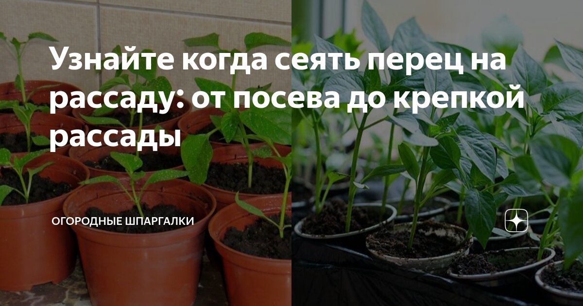 Узнайте когда сеять перец на рассаду: от посева до крепкой рассады ...