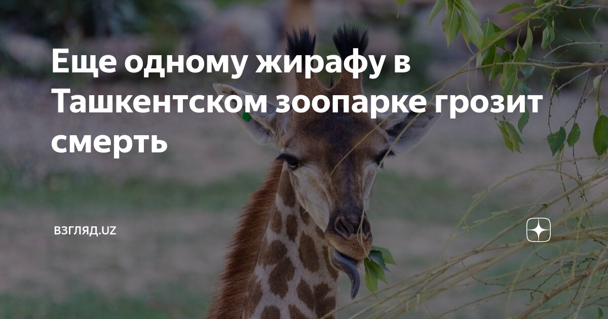 Рассказ про жирафа для детей 1. Жирафы в полный рост. Западноафриканский жираф. Жираф для презентации. О жирафе для детей.