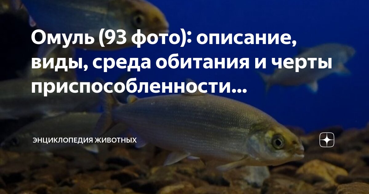 Загадка про верблюда. Черты приспособленности к среде верблюда. Типы адаптации биология 11 класс. Адаптация верблюда в пустыне. Верблюд среда обитания.