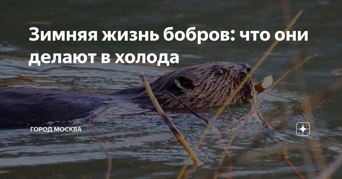 Жил был бобер. Жил был бобер. Посёлок в ангарске бобры. Жил был бобер. Жил бобёр на извилистой лесной.