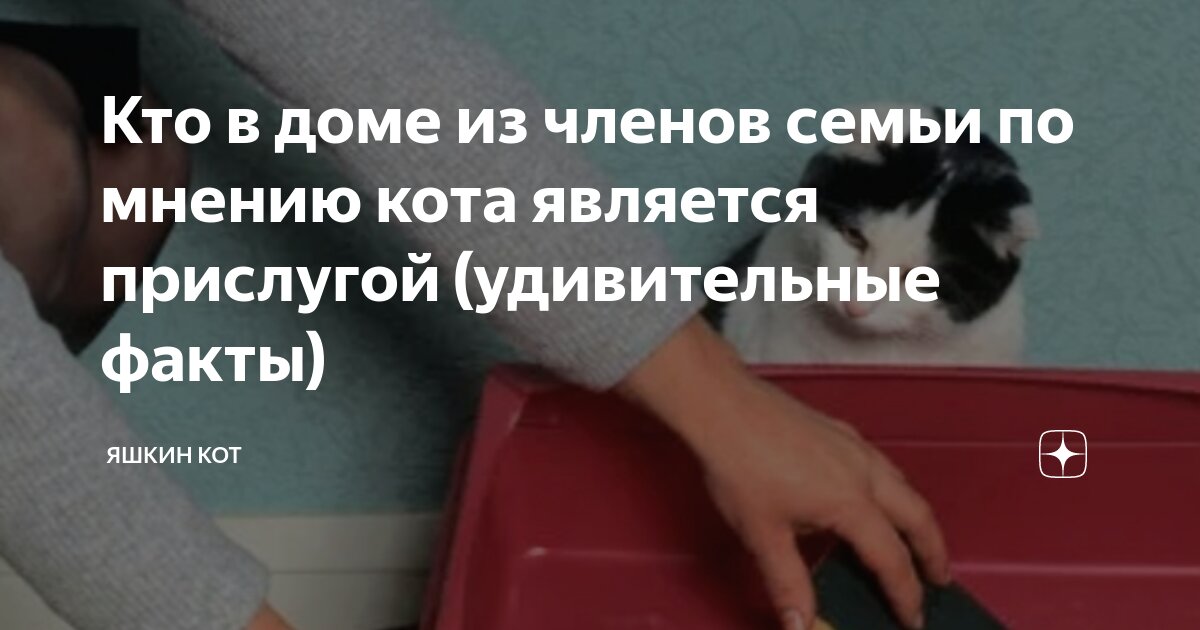Кем является кот. Кем является кот