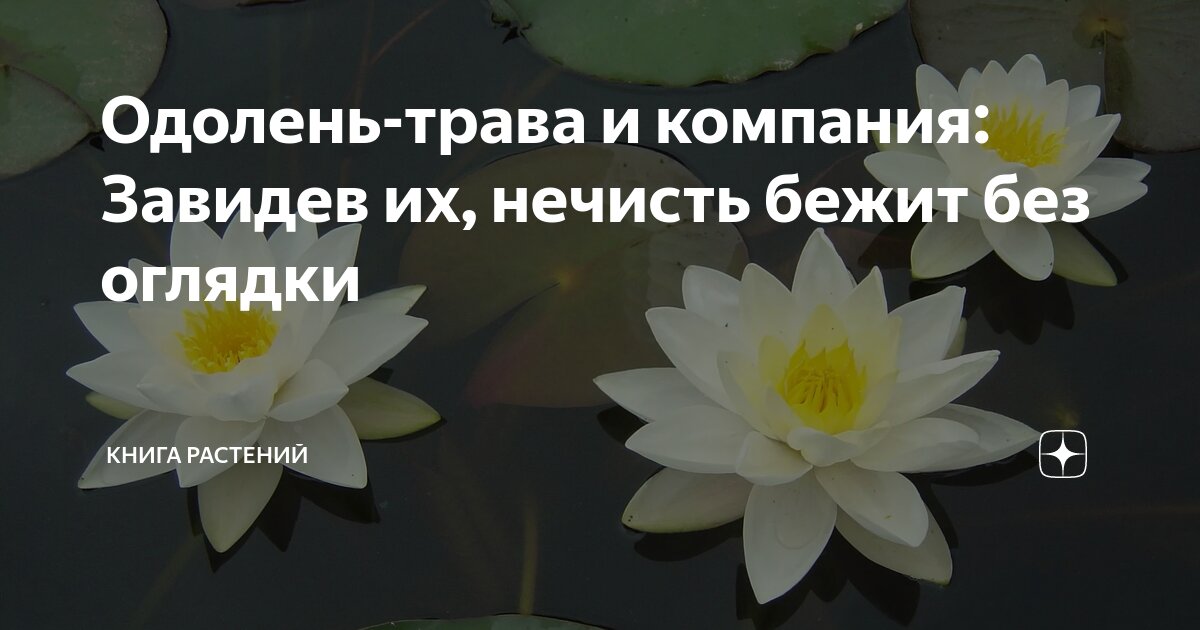 Одолень-трава и компания: Завидев их, нечисть бежит без оглядки | Книга ...