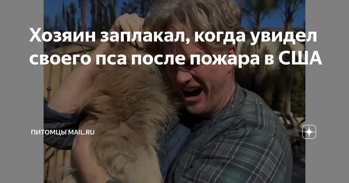 Потерявший хозяин