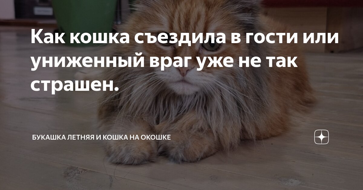 Кошки не поедут