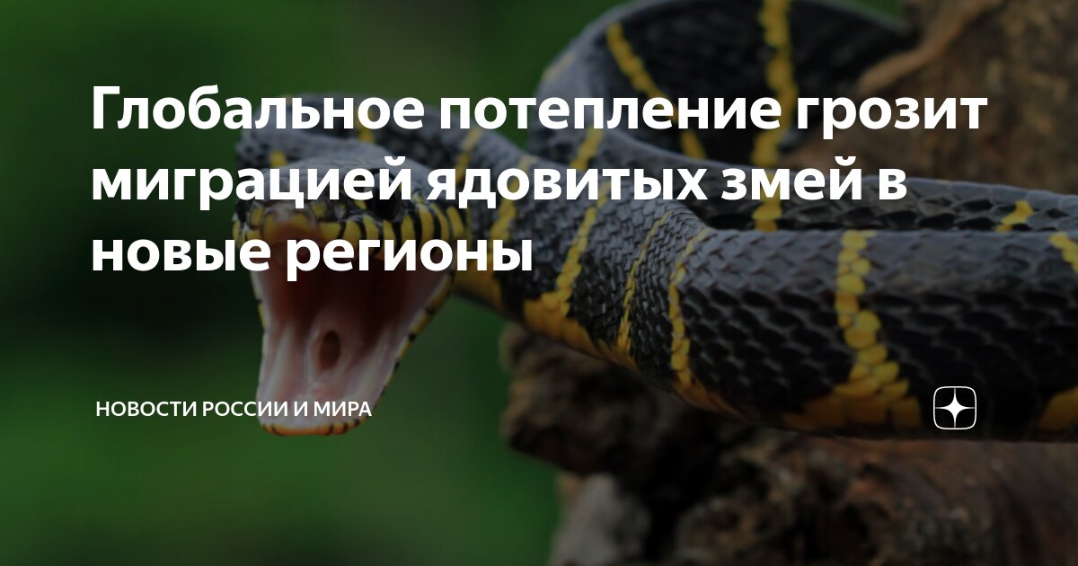 Глобальное потепление грозит миграцией ядовитых змей в новые регионы ...