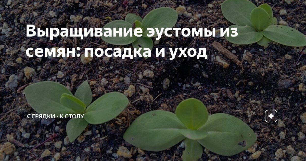 Выращивание эустомы из семян: посадка и уход | С грядки - к столу | Дзен