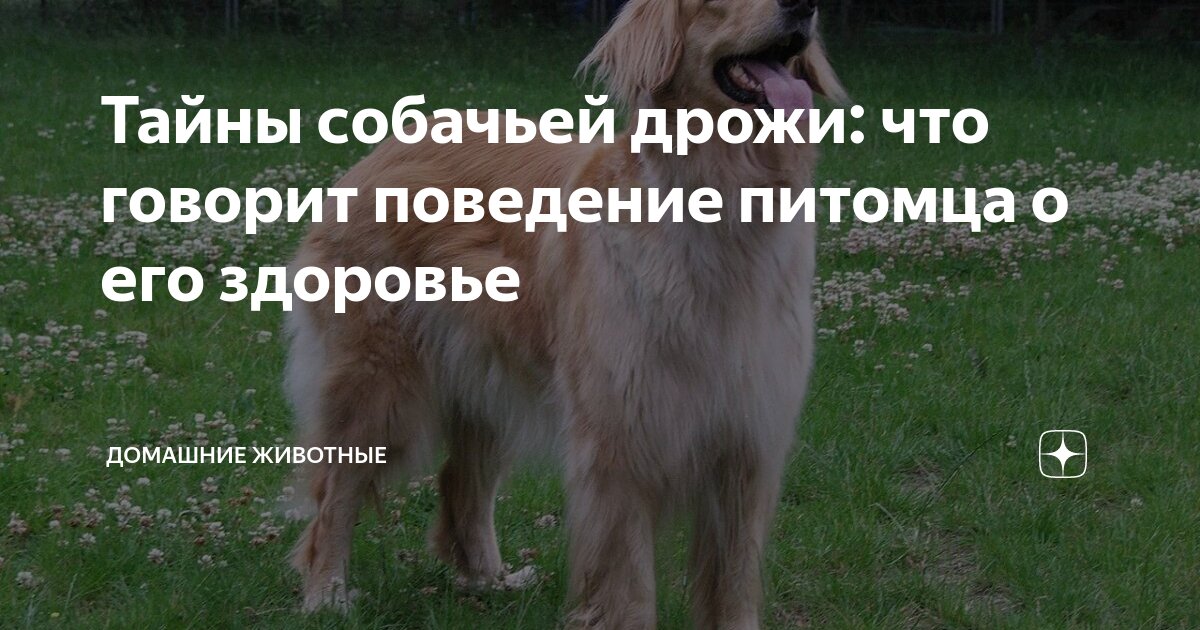 Почему животных называют домашними. Почему животных называют домашними