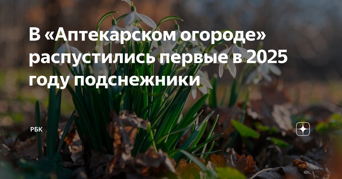 Подснежники алматы 2025 Подснежники алматы 2025