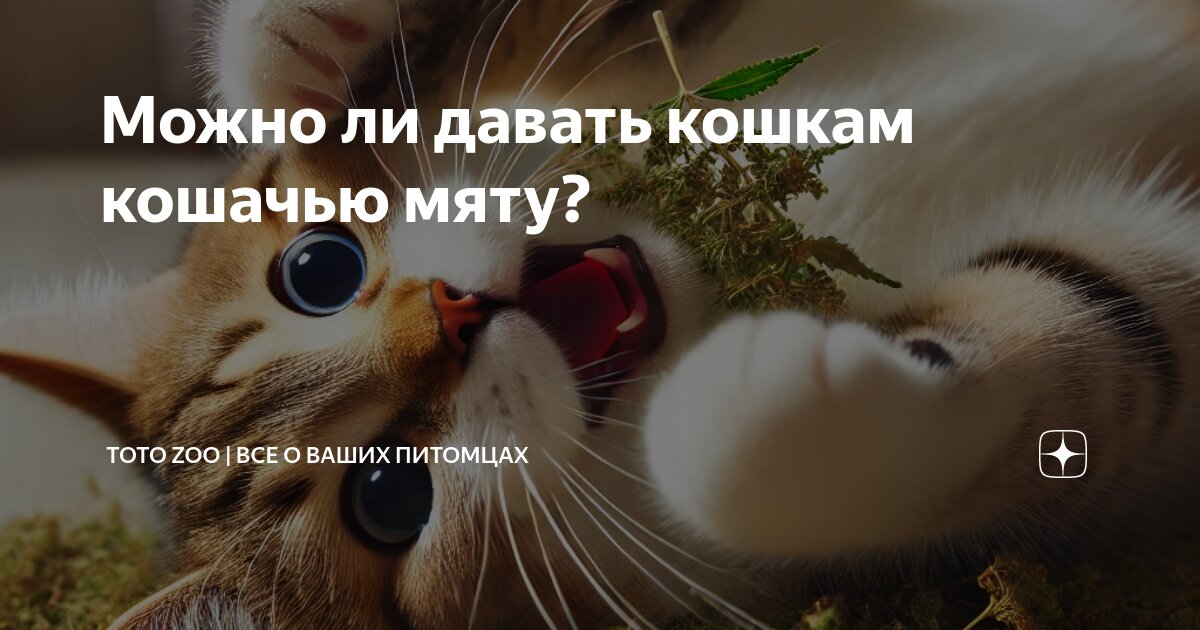 Можно ли давать кошкам кошачью мяту? | ТОТО zoo | все о ваших питомцах ...