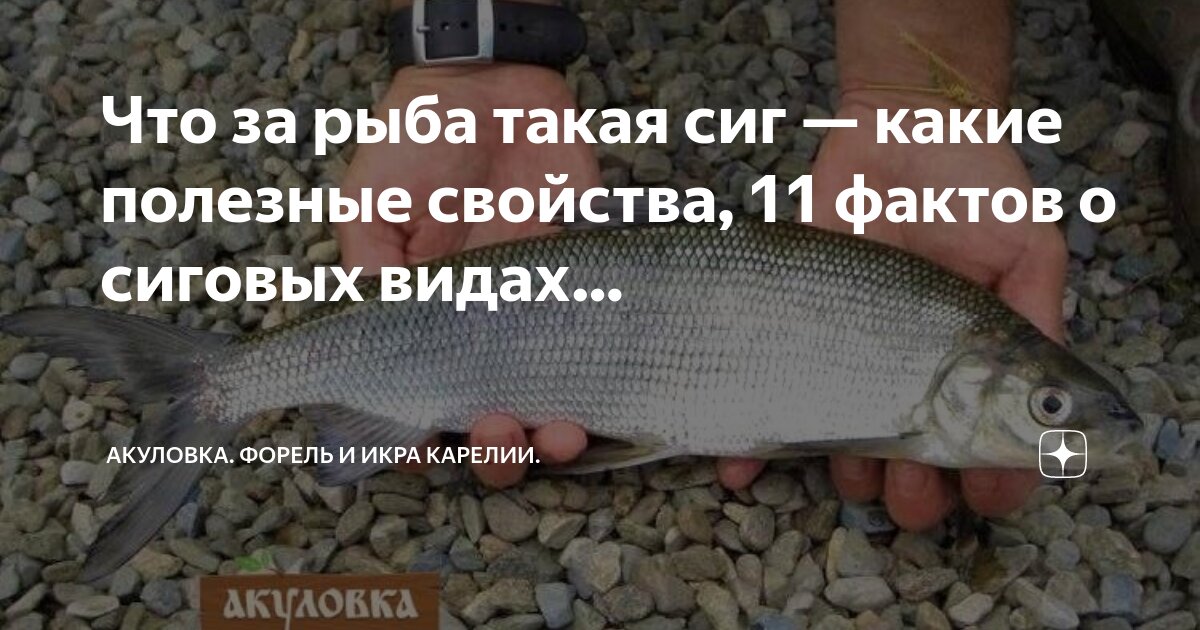 Река пахра какая рыба водится