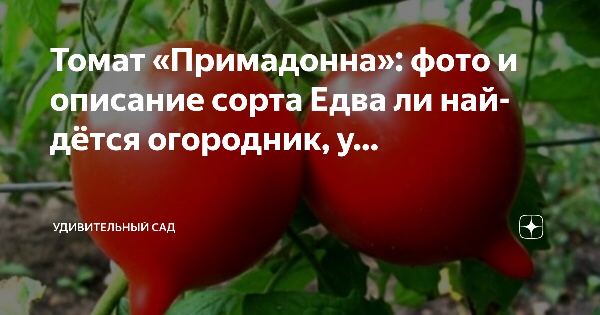 Томаты сорта петр 1 описание фото отзывы