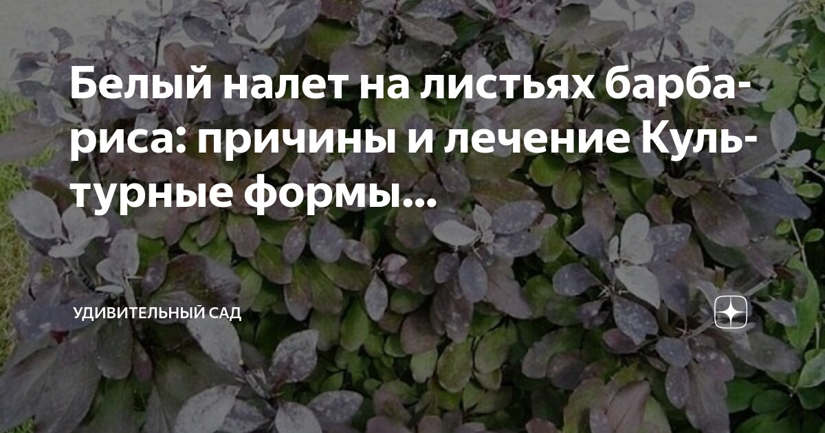 Ноты белыми листьями