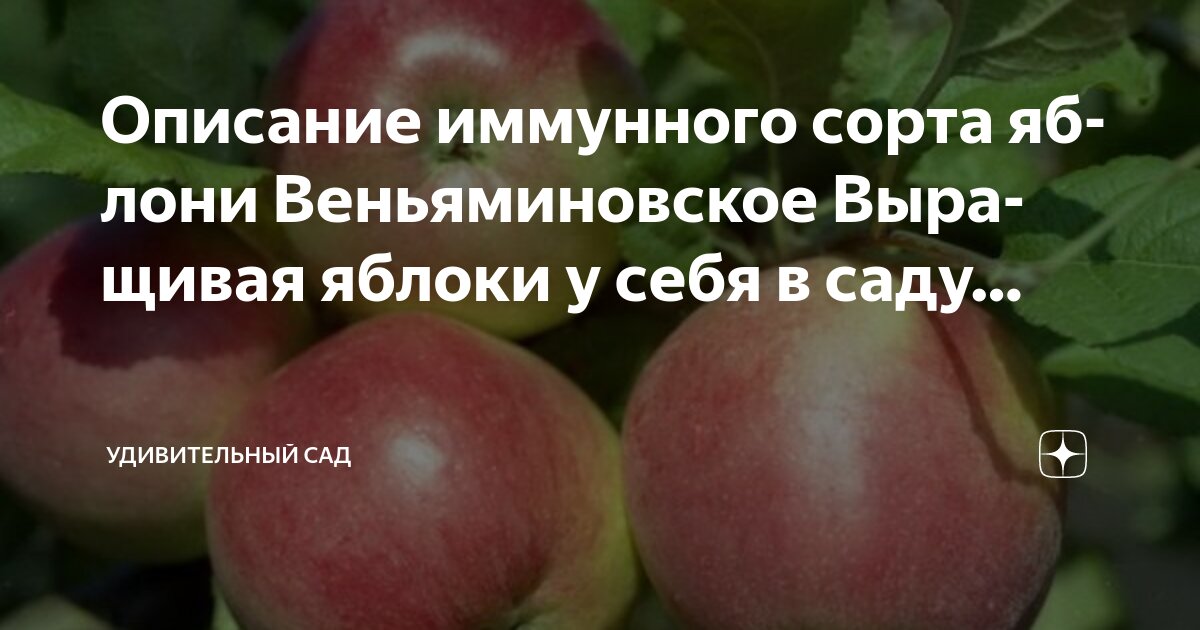 Летняя яблоня КАТЯ - YouTube