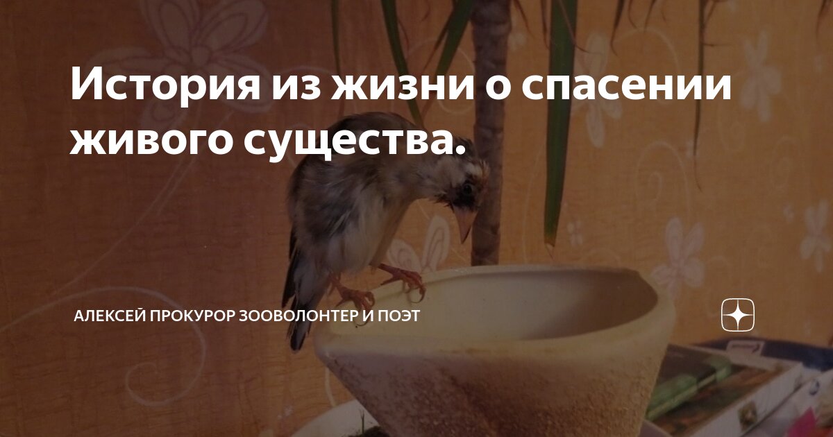 Информация о сайте alexeyprokuror.ru - обзор, рейтинги, контакты, отзывы и анали