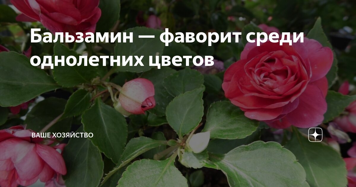 Citations Célèbres et Proverbes en Français