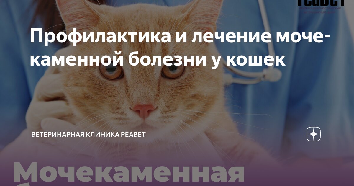 Профилактика и лечение мочекаменной болезни у кошек | Ветеринарная ...