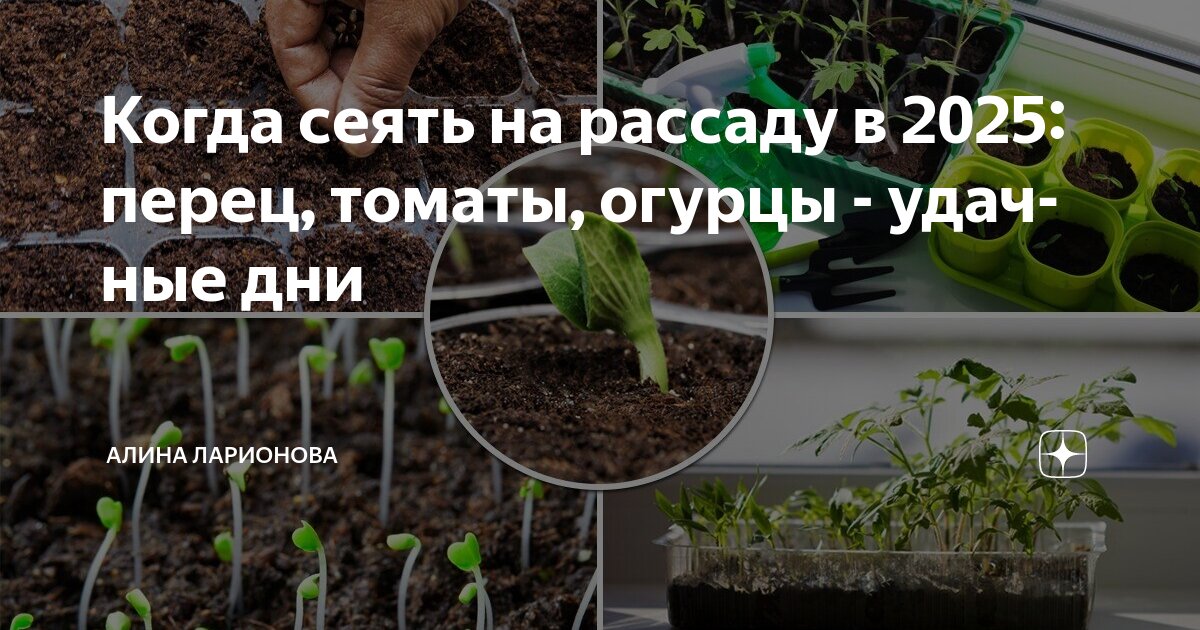 График посева семян на рассаду в 2025