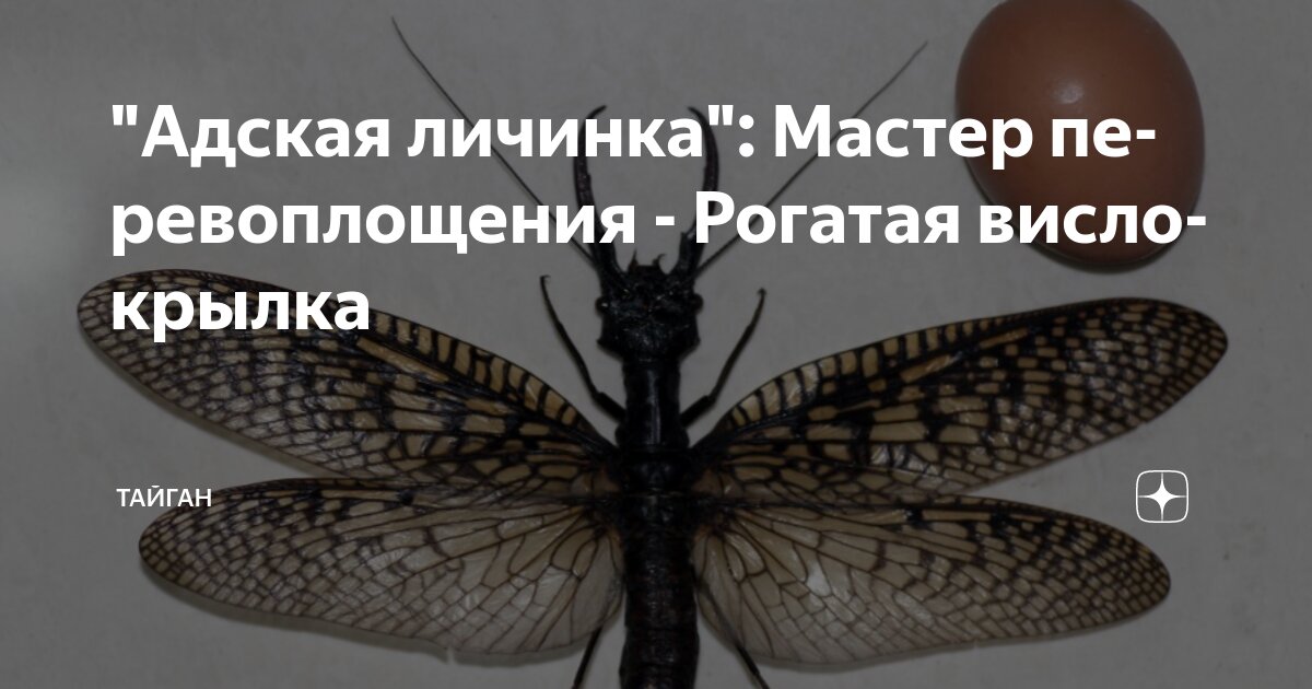 "Адская личинка": Мастер перевоплощения - Рогатая вислокрылка | Тайган ...