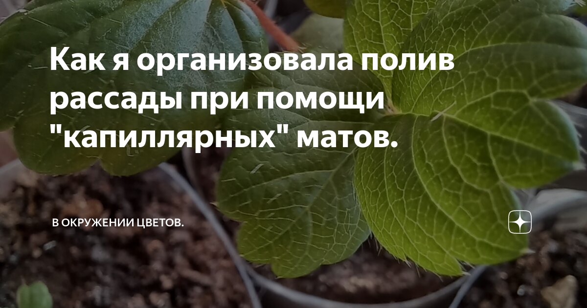 Помощь капиллярам. Помощь капиллярам