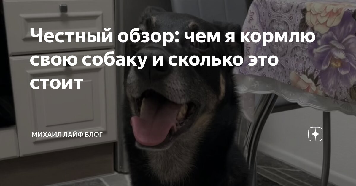 Честный обзор: чем я кормлю свою собаку и сколько это стоит | Михаил ...