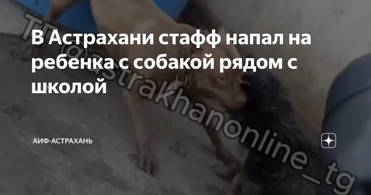 Стаффы загрызли заводчицу