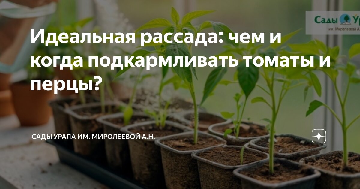 Чем подкормить рассаду перца. Рассада перцев. Подкормка перца. Чем подкормить рассаду перцев. Чем подкормить рассаду перца до пикировки.