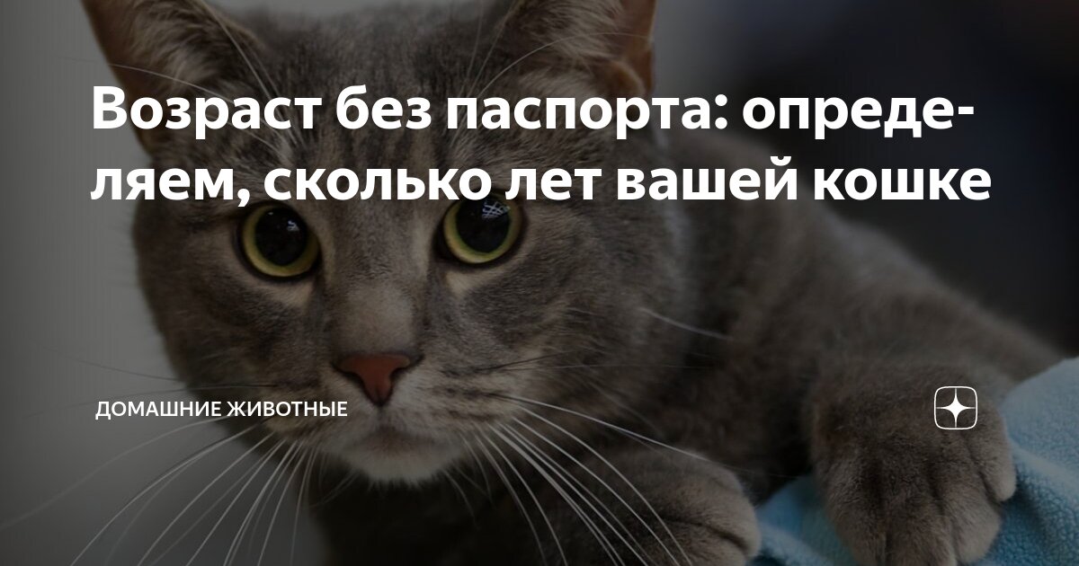 Сколько кошка будет гулять. Сколько кошка будет гулять