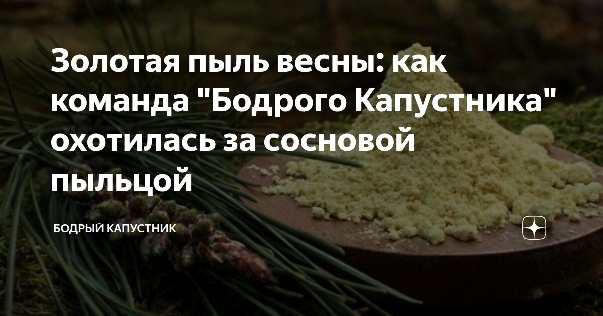Золотая пыль весны: как команда "Бодрого Капустника" охотилась за сосновой пыльцой