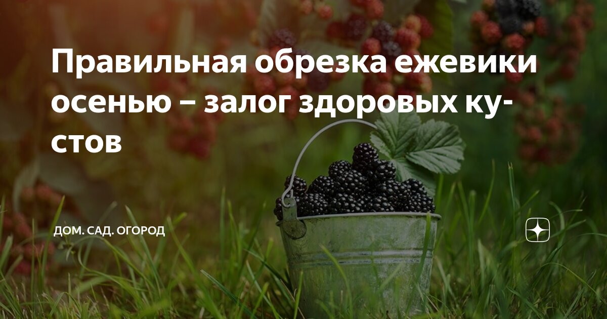 Правильная обрезка ежевики осенью – залог здоровых кустов | ДОМ. САД ...