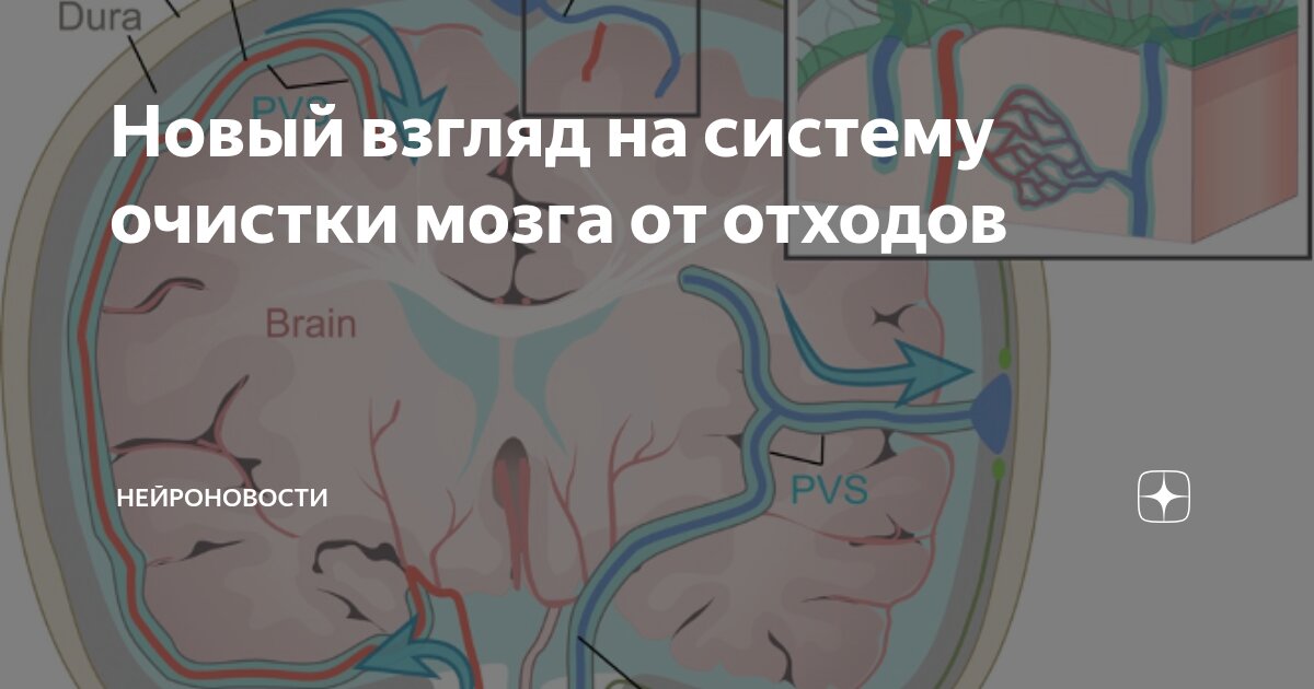 Новый взгляд на систему очистки мозга от отходов | Нейроновости | Дзен