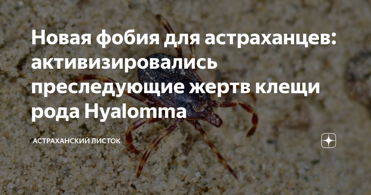 Новая фобия для астраханцев: активизировались преследующие жертв клещи ...